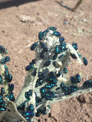 Chrysochus cobaltinus