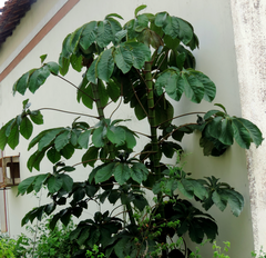 Cecropia palmata