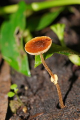 Conocybe filaris