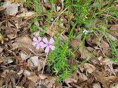 Phlox nivalis