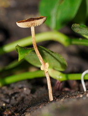 Conocybe filaris