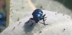 Chrysochus cobaltinus