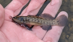 Etheostoma nigripinne