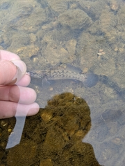 Etheostoma nigripinne
