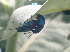 Chrysochus cobaltinus