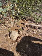 Myrmecocystus melliger