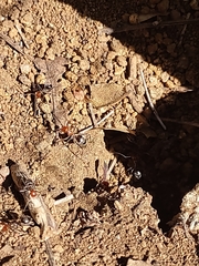 Myrmecocystus melliger