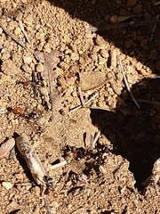 Myrmecocystus melliger