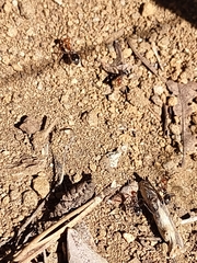 Myrmecocystus melliger