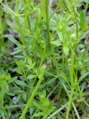 Galium brevipes