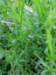 Galium brevipes
