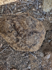 Myrmecocystus melliger