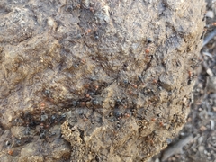 Myrmecocystus melliger