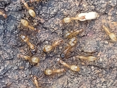 Camponotus pudorosus
