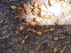 Camponotus pudorosus