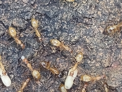 Camponotus pudorosus