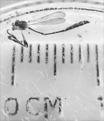 Leptopteromyia americana