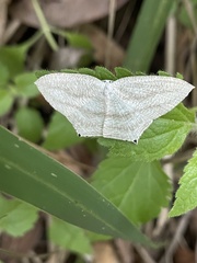 Acropteris ciniferaria