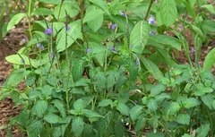 Stachytarpheta urticifolia