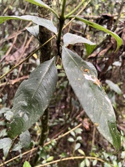 Palicourea angustifolia