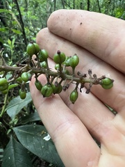 Palicourea angustifolia