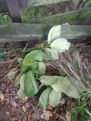 Griselinia lucida