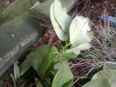 Griselinia lucida