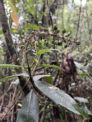 Palicourea angustifolia