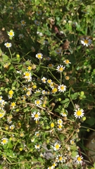 Perityle microglossa