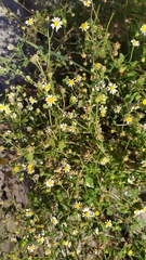 Perityle microglossa