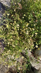 Perityle microglossa