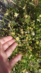 Perityle microglossa