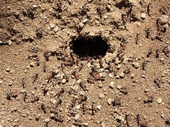 Myrmecocystus melliger