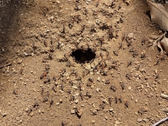 Myrmecocystus melliger