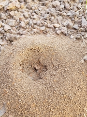 Forelius pruinosus