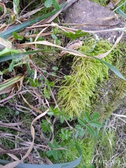 Acrocladium chlamydophyllum