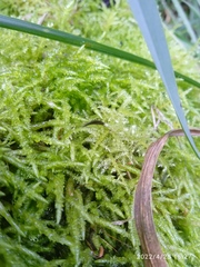 Acrocladium chlamydophyllum