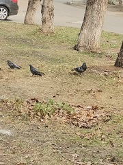 Columba livia domestica