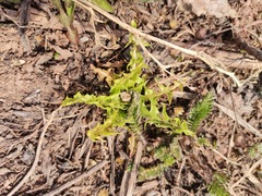 Taraxacum officinale