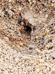 Forelius pruinosus