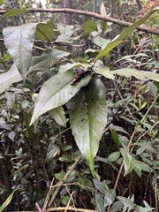 Critoniopsis