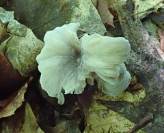 Hypomyces porphyreus