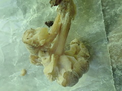 Hypomyces porphyreus