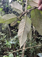 Critoniopsis