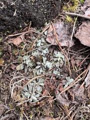 Antennaria alpina
