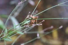 Verbena montevidensis