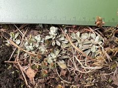 Antennaria alpina