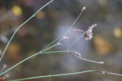 Verbena montevidensis