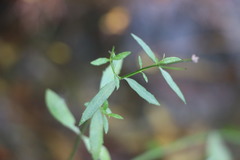 Verbena montevidensis