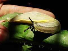 Vaginulus taunaisii
